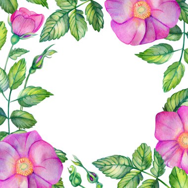 Gül kalçalı suluboya kare çerçeve.