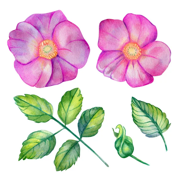 Watercolor set with wild rose. — Stock Photo, Image