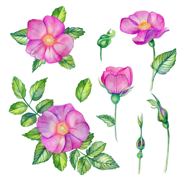 Watercolor set with wild rose. — Stock Photo, Image