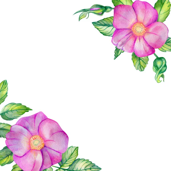 Акварельна Квадратна Рамка Рожевими Стегнами Рожеві Квіти Листя Розташовані Кутах — стокове фото