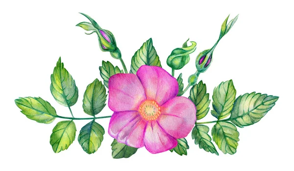 Акварельний Букет Рожевими Стегнами Рожева Квітка Листя Гілки Бутони Ізольовані — стокове фото