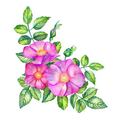 Gül kalçalı suluboya buket. Pembe çiçekler, yapraklar, dallar ve tomurcuklar beyaz bir arka planda izole edilmiş. El çizimi düğün kartları tasarım elementleri. Rosa canina, gül kalça, gül.