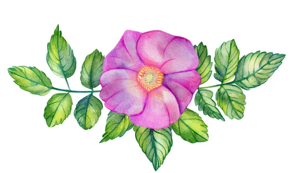 Акварельний Букет Рожевими Стегнами Рожева Квітка Листя Гілки Ізольовані Білому — стокове фото