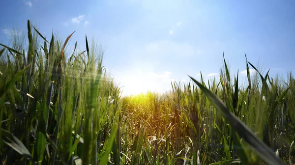 Wheat field grain meadow grass vintage panorama Stock Picture