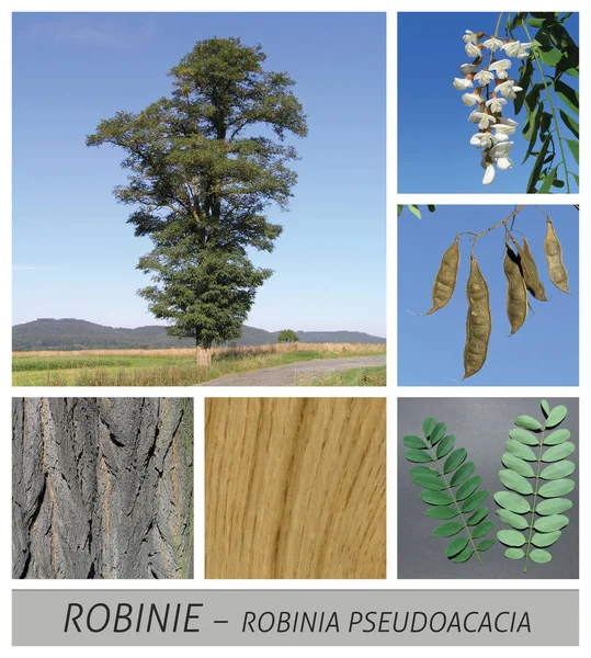 Robinia, akacia, shamakacia, Robinia pseudoacacia, falsk Acacia, Locust Tree, svart Locust — Stockfoto