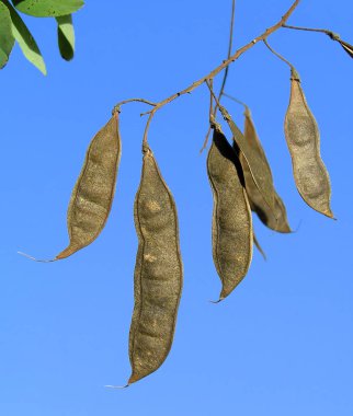 Robinia, Acacia, shamacacia, Robinia pseudoacacia, yanlış Acacia, Locust Tree, Black Locust