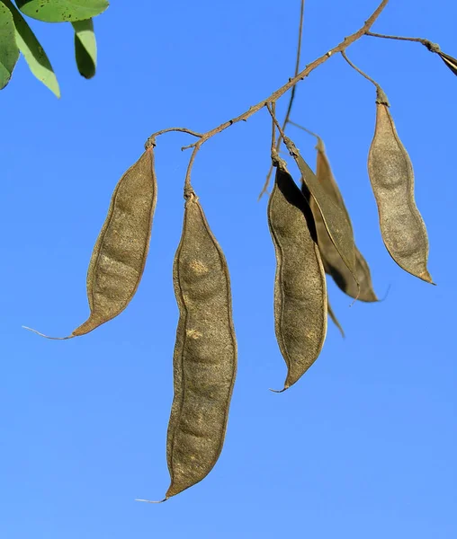 Robinia, acacia, shamacacia, robinia pseudoacacia, False Acacia, Locust Tree, Black Locust — Stock Photo, Image