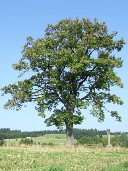 Oak Durmast Oak tree german oak acorn — Stock Photo, Image