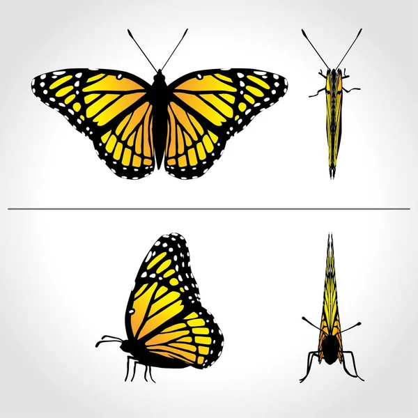 Schmetterling Motte Vektor Monarch orange Insekt flattern — Stockvektor