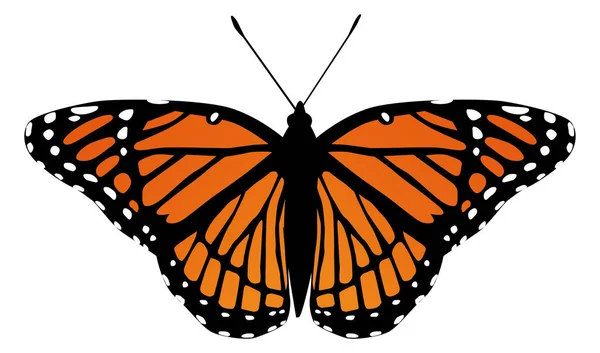 Mariposa polilla vector monarca naranja insecto aleteo — Vector de stock