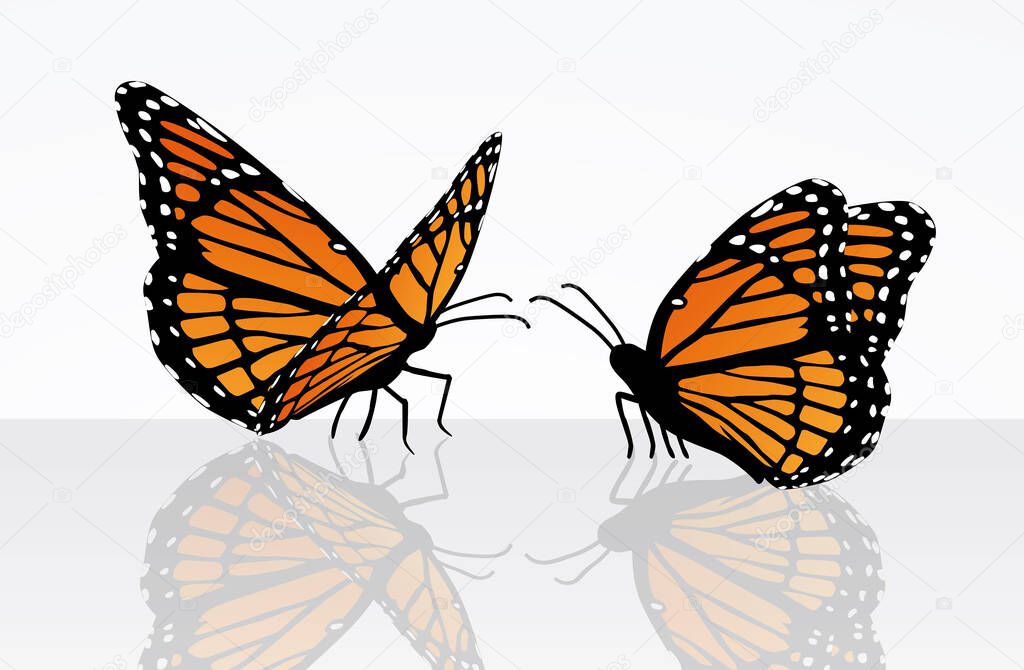 butterfly moth vector monarch orange insect flutter