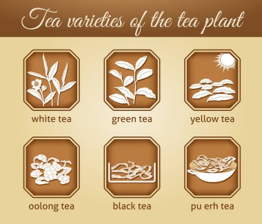 Farklı çay çeşitlerinin vektör olarak gösterimi