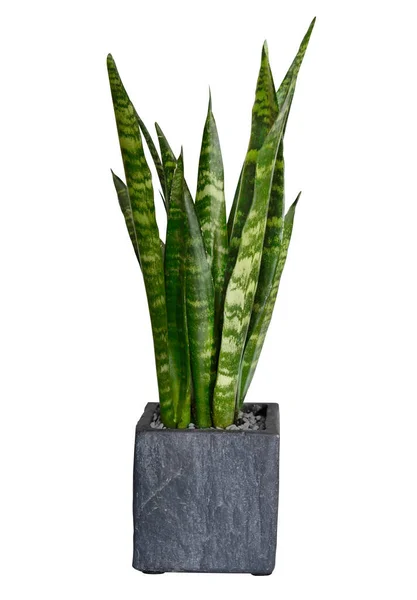 Yeşil kenevir bitkisi ıssız bir saksıda — Stok fotoğraf