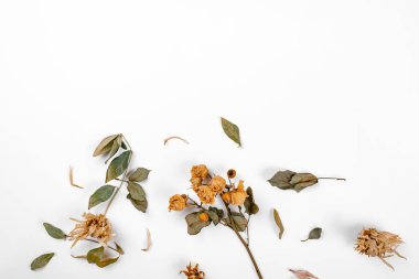 Kurumuş kır çiçekleri, güller, yaratıcı planlar. metin ve üst görünüm için yeri olan egzotik konsept