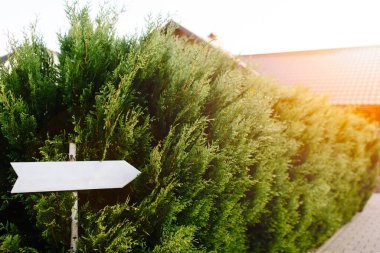Yeşil bitki örtüsünün arka planında hareketin yönünü gösteren bir işaret. metin için yer