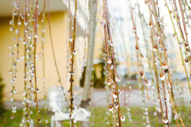 Söğüt dalları güneşte, doğa ilkbaharda. Ağaçlarda tomurcuklar açan ilk çiçekler.
