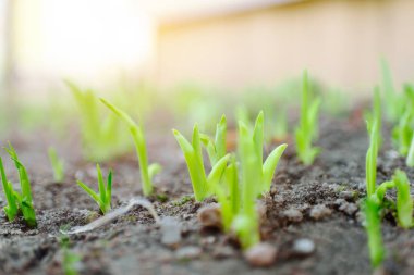 İlk bahar çiçekleri topraktan çıkar. Doğanın uyanışı, ilkbaharın başı, yumuşak güneş. Çiçek filizleri yakın plan.