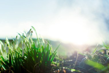 Ormandaki bir açıklıkta kar damlaları, parlak güneşin altındaki ilk bahar çiçekleri.