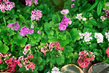 Kapalı alan çiçekleri ve bir sürü yeşillik olan bir sera. doğal arkaplan