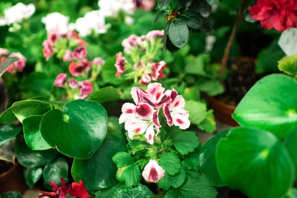 Pelargonium graveolens. greenhouse with potted indoor flowers and lots of greenery. natural background — Stock Image Pelargonium Graveolens Greenhouse Potted Indoor Flowers Lots Greenery Natural Background Stock Image