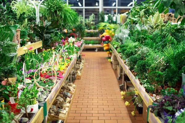 Flower shop. greenhouse with potted indoor flowers and lots of greenery. natural background — Stock Image Flower Shop Greenhouse Potted Indoor Flowers Lots Greenery Natural Background Royalty Free Stock Photos