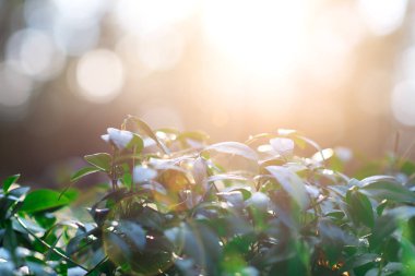 Yakından yeşil yapraklar, güneşli bir ışık. bahar doğası arka planı
