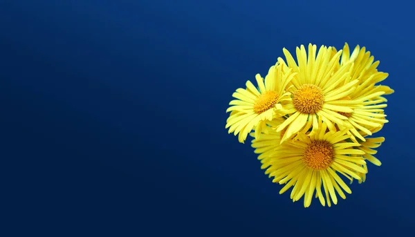 Gele Doronicum Orientale Bloemen Een Blauwe Achtergrond Plat Lay Mock — Stockfoto