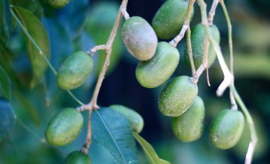Endonezya 'daki ağaçta ambarella ya da spondias dulcis.