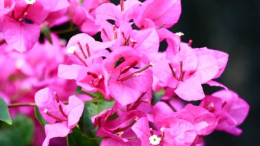 Endonezya 'da ağaçta çiçek açan mor begonviller.