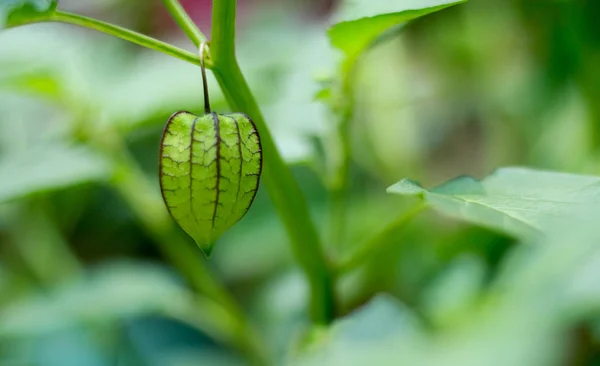 Physalis Angulata Fruta Ciplukan Árvore — Fotografia de Stock