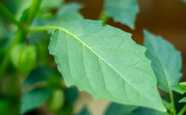 Physalis Angulata Leaf Ciplukan Leaf Träd — Stockfoto