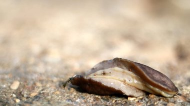 Rispoh veya Filicaulis bleekeri yerde..