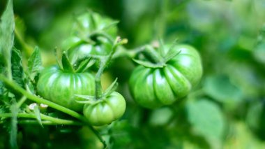 Endonezya 'da ağaçta yeşil domates yetişiyor.