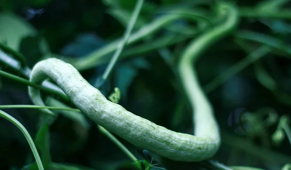 Snake Gourd Eller Förbereda Belut Tillväxt Träd — Stockfoto