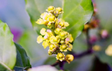 Chickpea  flower or Cicer arietinum (Bahasa: Kacang Arab) in the trees. 
