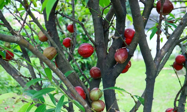Mahkota Dewa Fruta Phaleria Macrocarpa Árbol Llamada Corona Dios — Foto de Stock