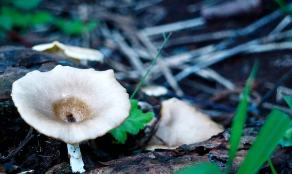 Lentinus Squarrosulus Seta Vive Madera Muerta Descomposición — Foto de Stock