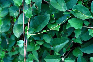 Anredera cordifolia veya Madeira asma yaprağı. Endonezya dilinde binahong 'dur. Şifalı bitki..