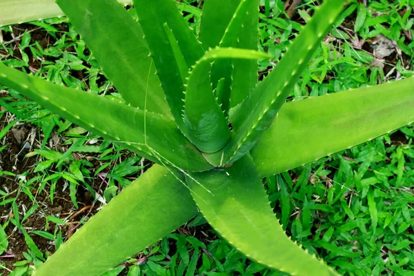 Aloe Vera Φυτό Lidah Buaya Στον Κήπο — Φωτογραφία Αρχείου