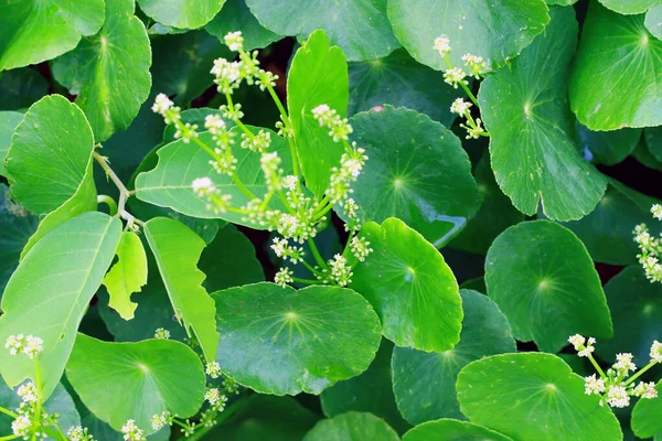 Centella Asiatica Eller Pegagan Växt Trädgården — Stockfoto