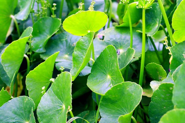 Centella Asiatica Eller Pegagan Växt Trädgården — Stockfoto