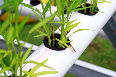 Hidrofonik sistemdeki ıspanak bitkileri..