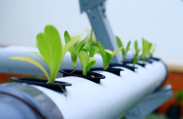 Sla Planten Een Hydrocultuur Systeem — Stockfoto