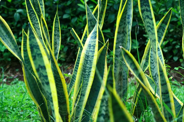 Mother-in-Law\'s tongue or Sansevieria trifasciata in the garden.