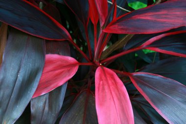 Cordyline fruticosa ya da hanjuang bitkisi bahçede..