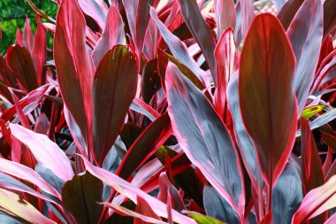 Cordyline fruticosa ya da hanjuang bitkisi bahçede..