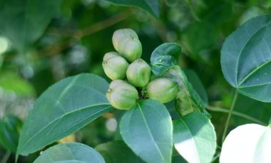 Endonezya 'daki Cocoloba spicata Lundell ağacı. 