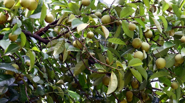 Nutmeg Fruta Pala Árbol Indonesia — Foto de Stock
