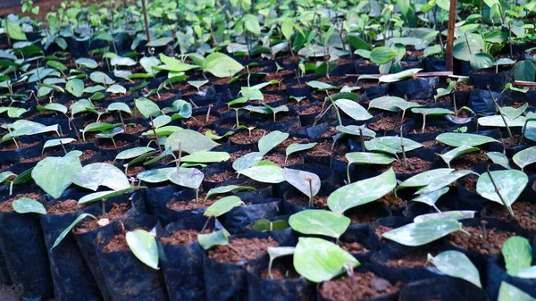 Peperzaad Polybags Indonesië — Stockfoto