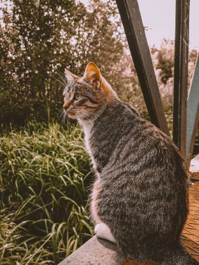 Kedileri ve insanları severim. İlişkiler, gelincik. Gülen, gri çizgili şirin kedi yavrusuna yakından bak. İzole bir arka planda güzel tüylü kedi..